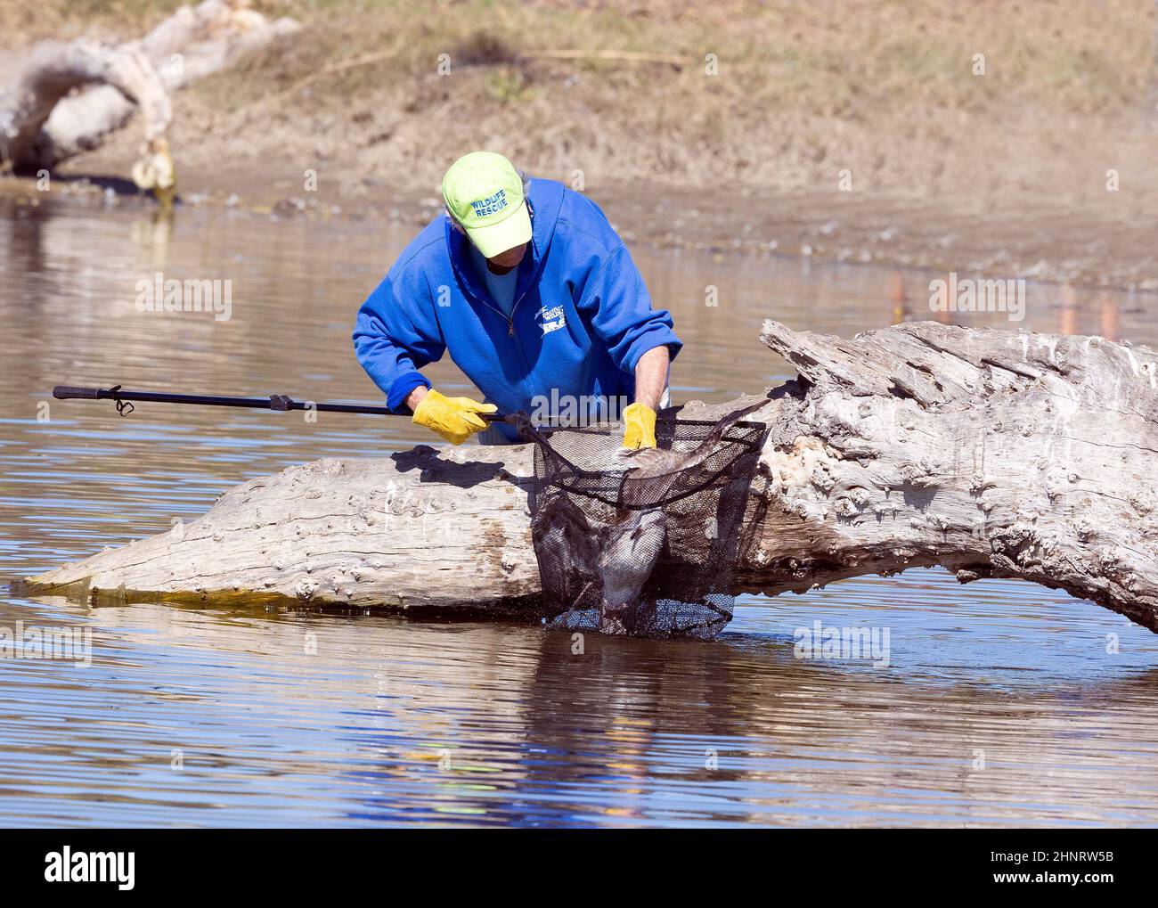 Pacific Wildlife Rescue Volunteer Freeing a Gull entangled in Fishing Line Stock Photo