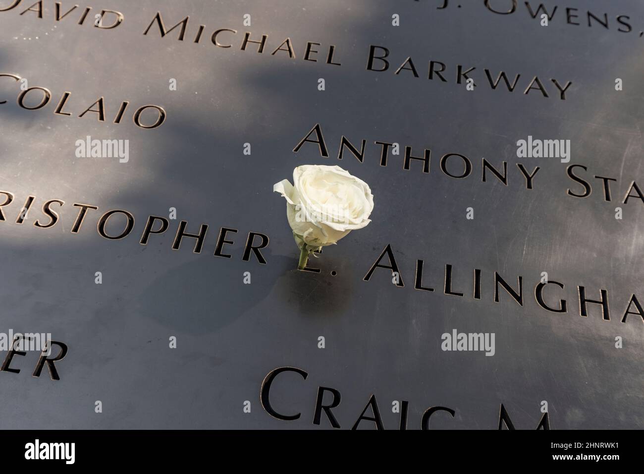 single Rose that is left by someone's name at the 9/11 memorial in New York City to show that its the victims birthday today Stock Photo