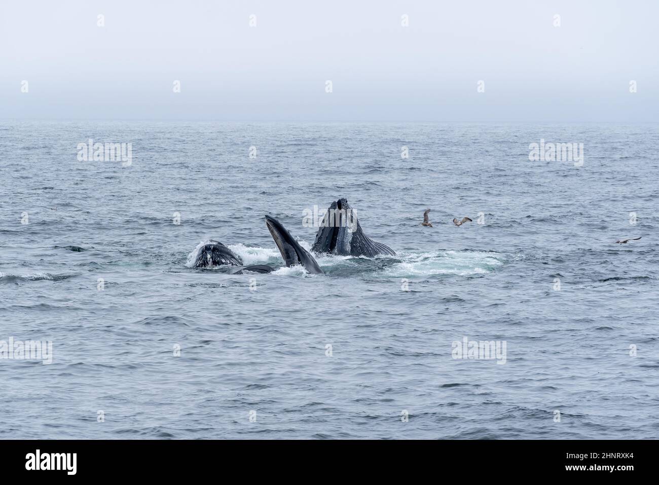 A view of whales swimming in the ocean Stock Photo - Alamy