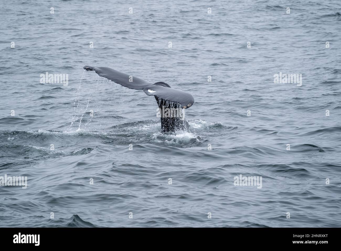 View of a whale tail diving into the water Stock Photo - Alamy