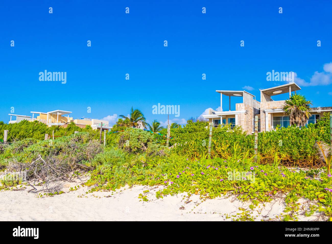 Tropical plants natural beach buildings behind Playa del Carmen Mexico. Stock Photo