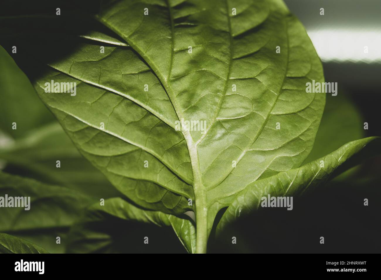 Paprika plant leaf close up. sweet pepper growth. organic growing Stock