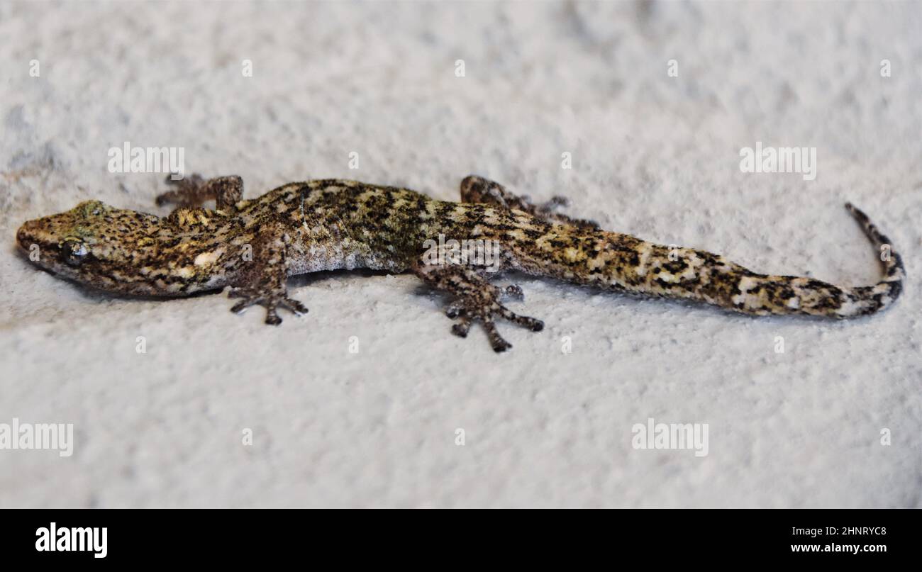 the Pondo flat gecko Stock Photo