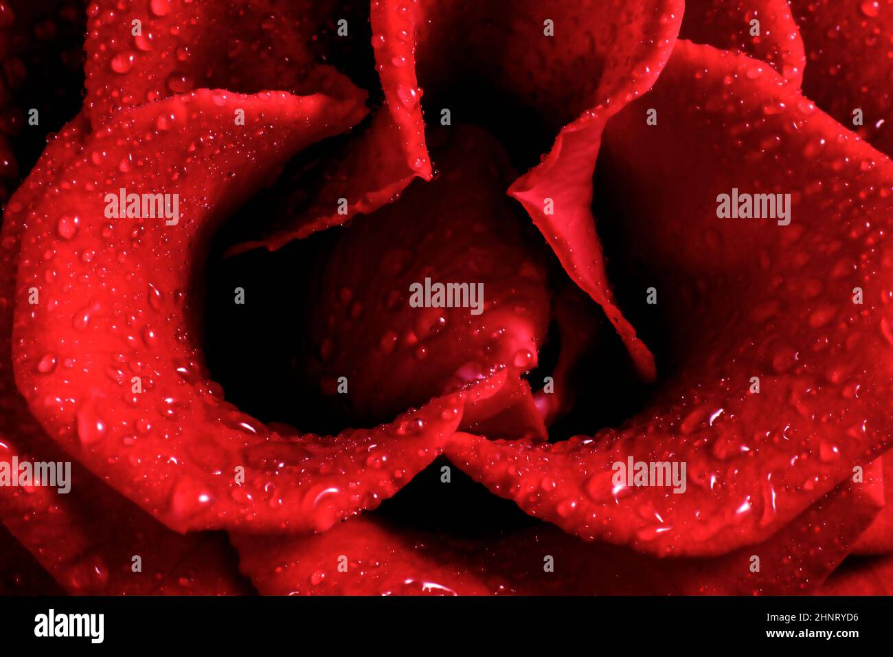 close up of a rose blossom Stock Photo