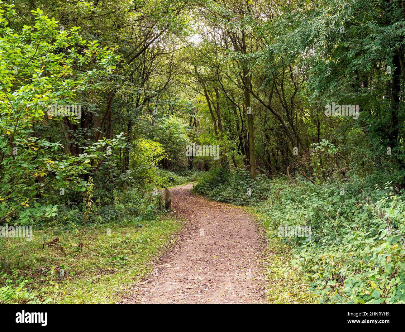 Footpath leading into a green wood in Staveley Nature Reserve near Boroughbridge, North Yorkshire, England Stock Photo
