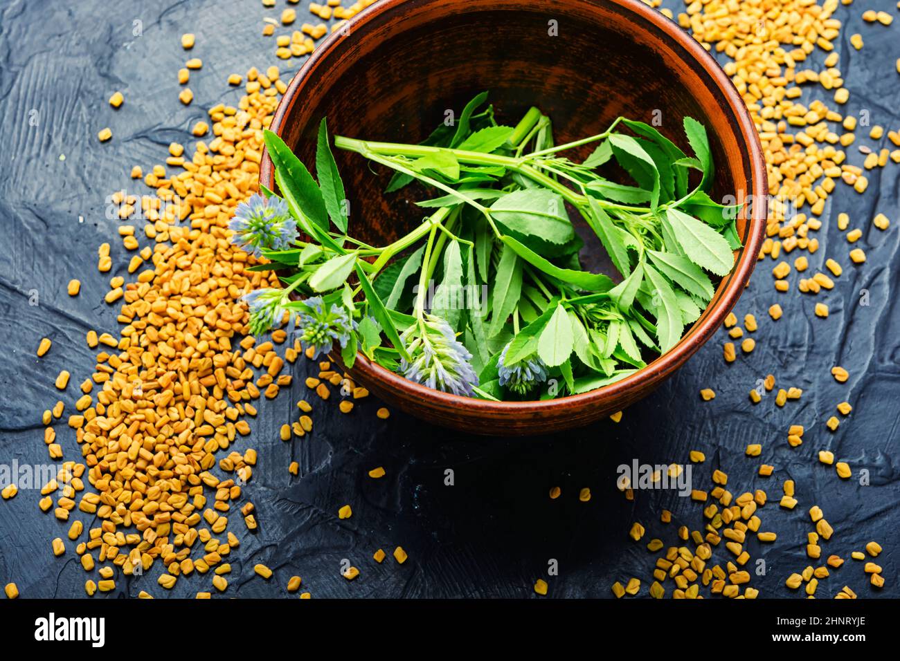 Fenugreek seeds with fresh plant.Herbal medicine.Trigonella,fenugreek plants Stock Photo