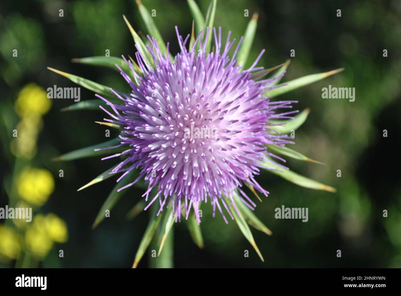 Milk Thistle flower (Silybum marianum or Carduus marianus) blooming in the field. Pruple milk thistle with green background at the botanical garden. Stock Photo