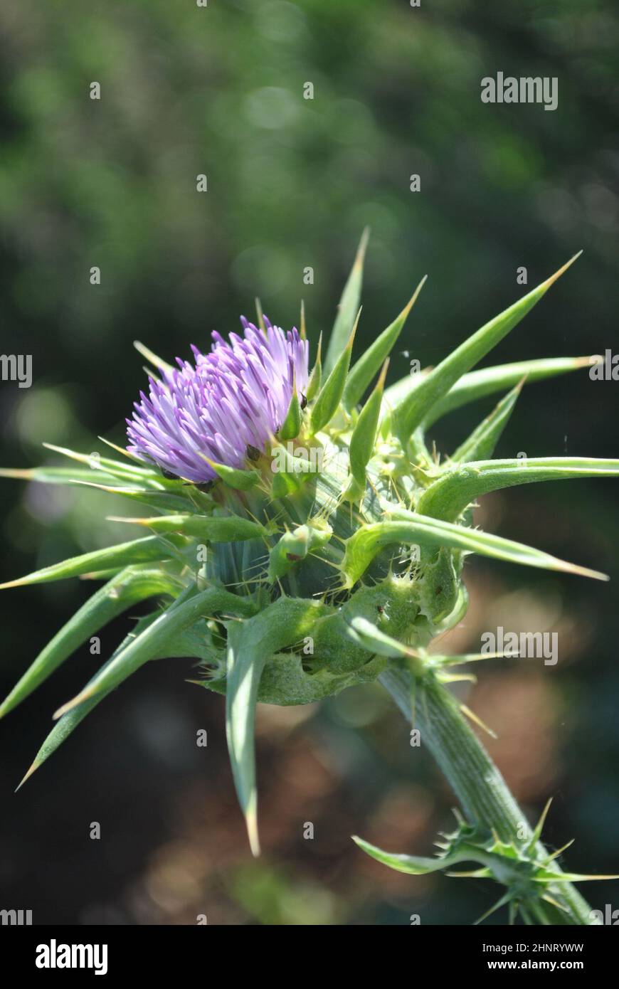 Milk Thistle flower (Silybum marianum or Carduus marianus) blooming in the field. Pruple milk thistle with green background at the botanical garden. Stock Photo