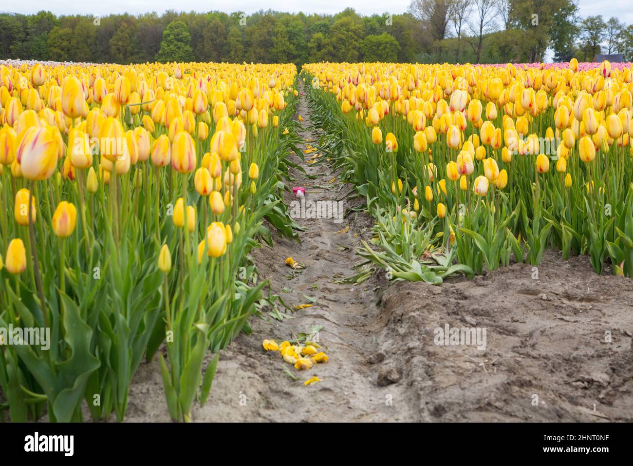 Colorful field of tulips in the Netherlands Stock Photo - Alamy