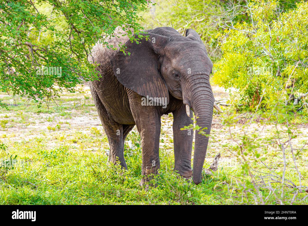 Big FIVE African elephant in the green nature on safari in Kruger