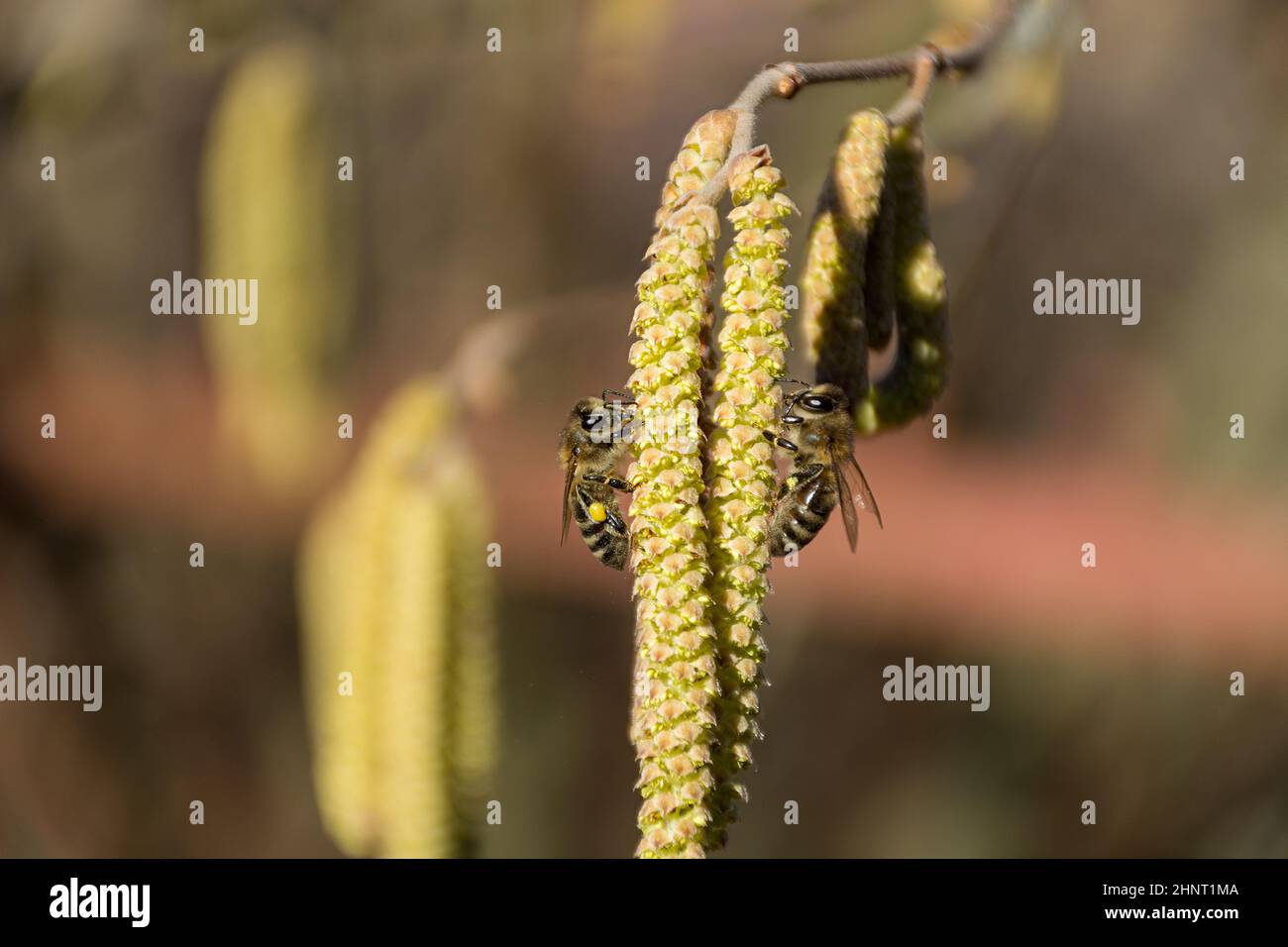 How do bees collect pollen hires stock photography and images Alamy