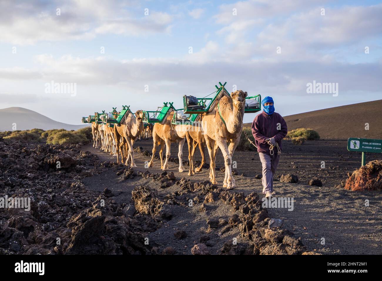 camel driver guides the camel caravan through the volcanic area of timanfaya Stock Photo