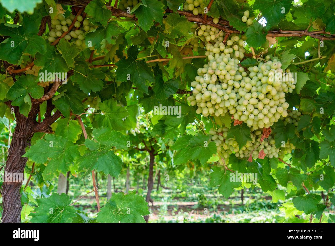 Grapes on the vine Stock Photo Alamy