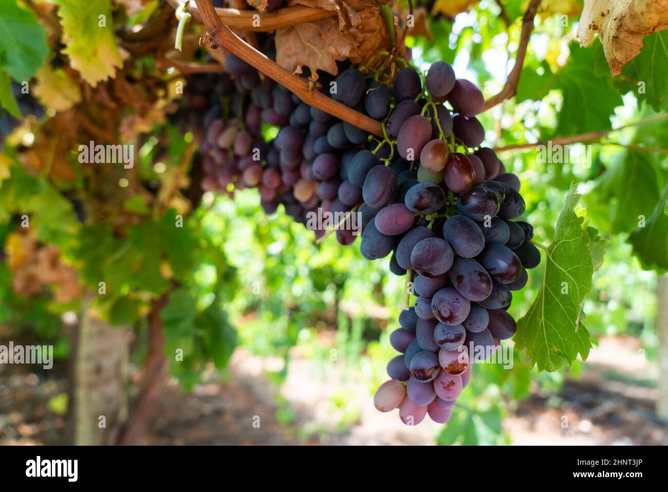 Grapes on the vine Stock Photo - Alamy