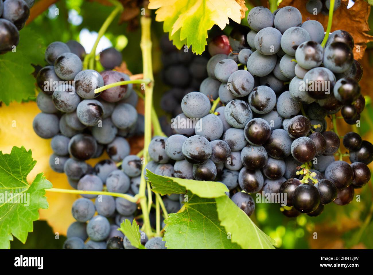 Grapes on the vine Stock Photo Alamy