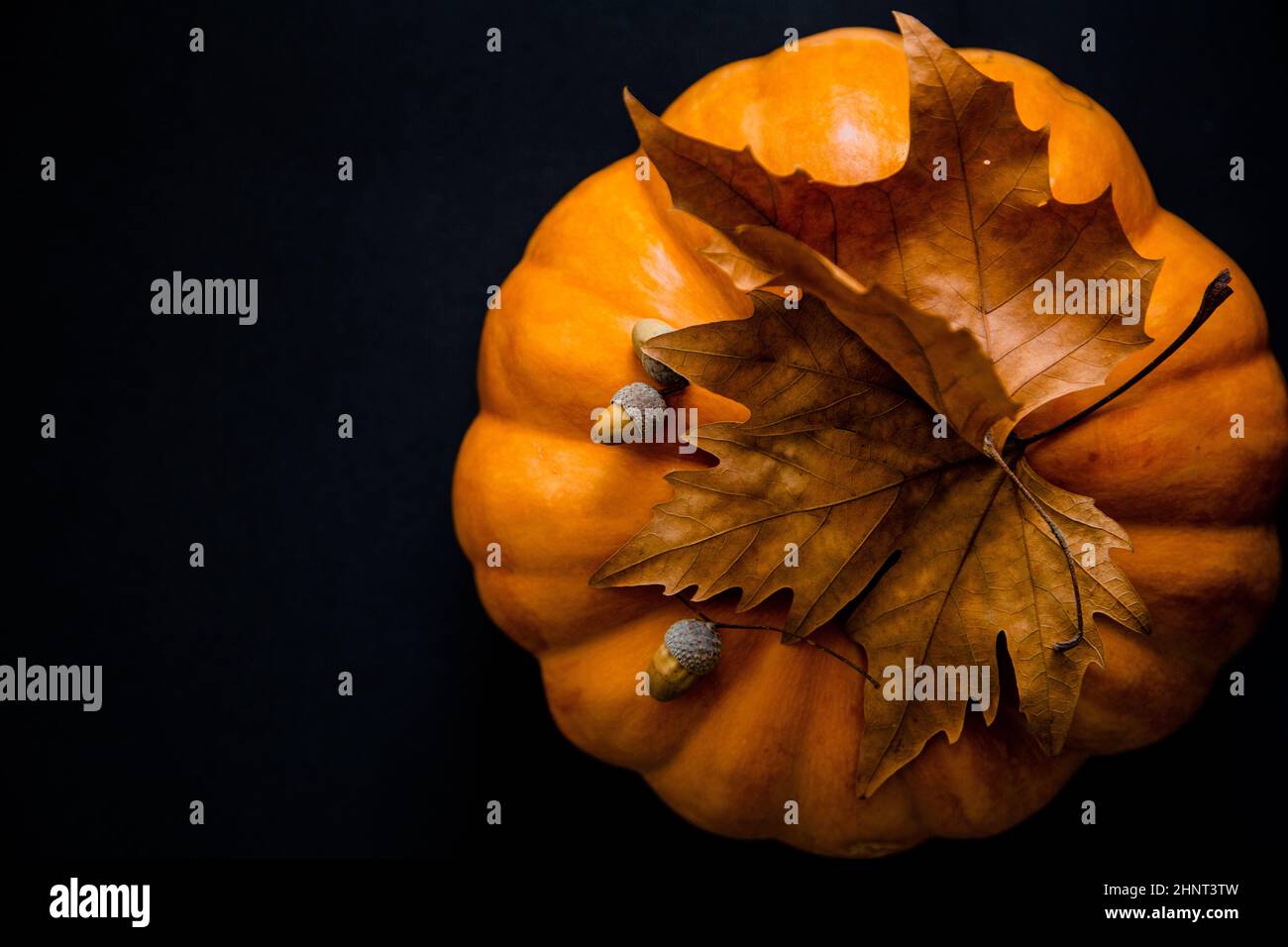 An orange pumpkin with leaves and acorns on a black background. High ...