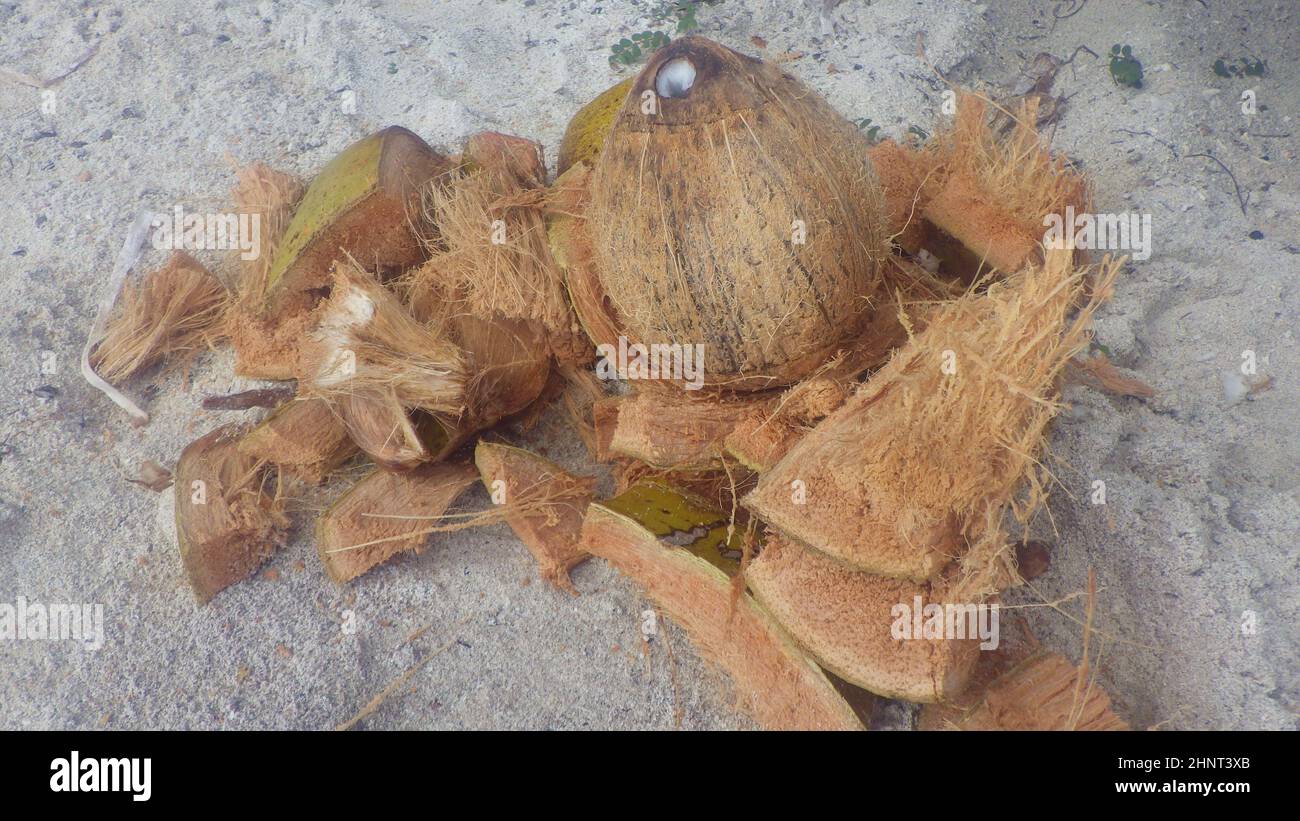 coconut, an exotic and sweet fruit with a hard shell Stock Photo