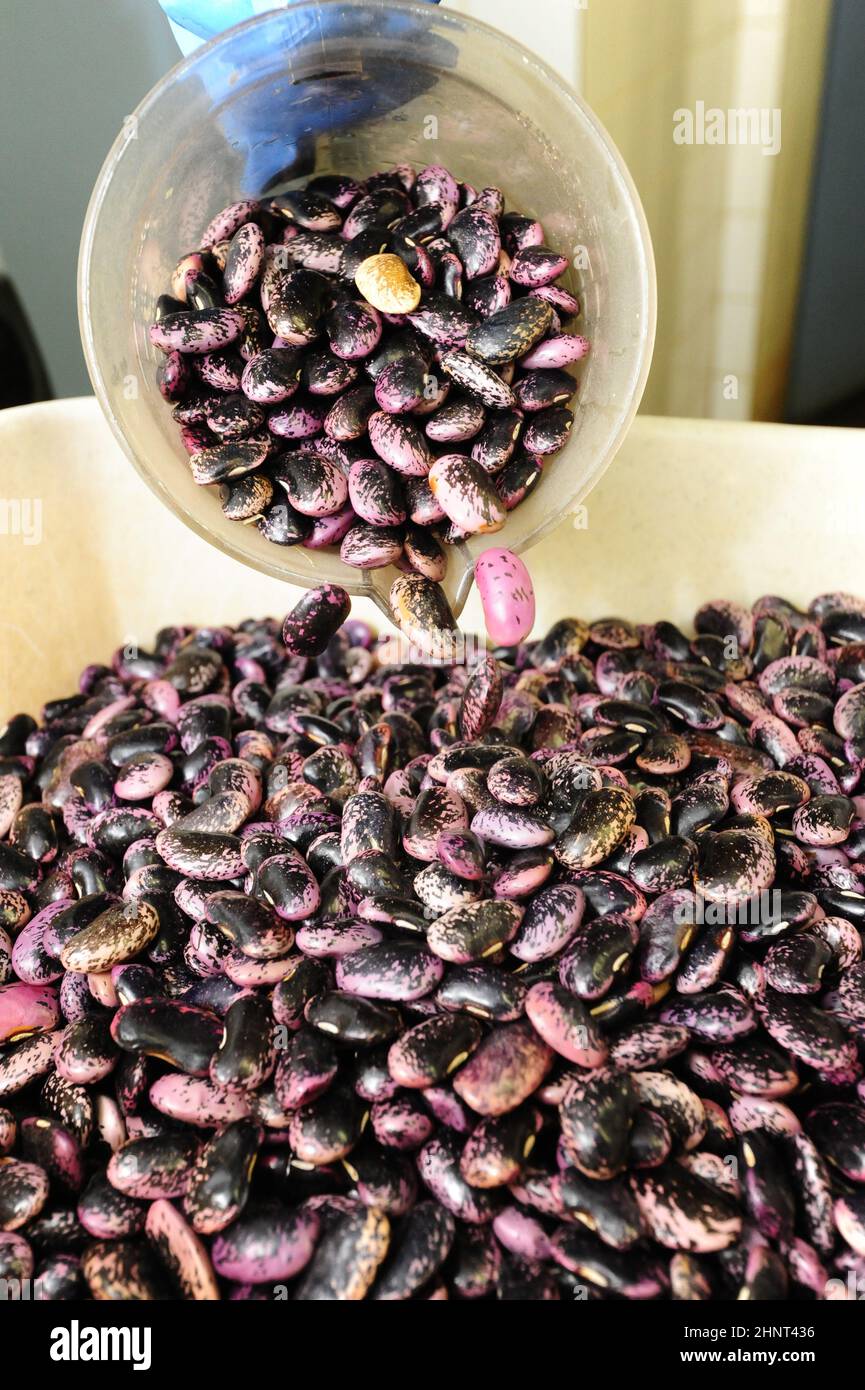 pouring raw runner beans in a big bowl before cooking Stock Photo Alamy