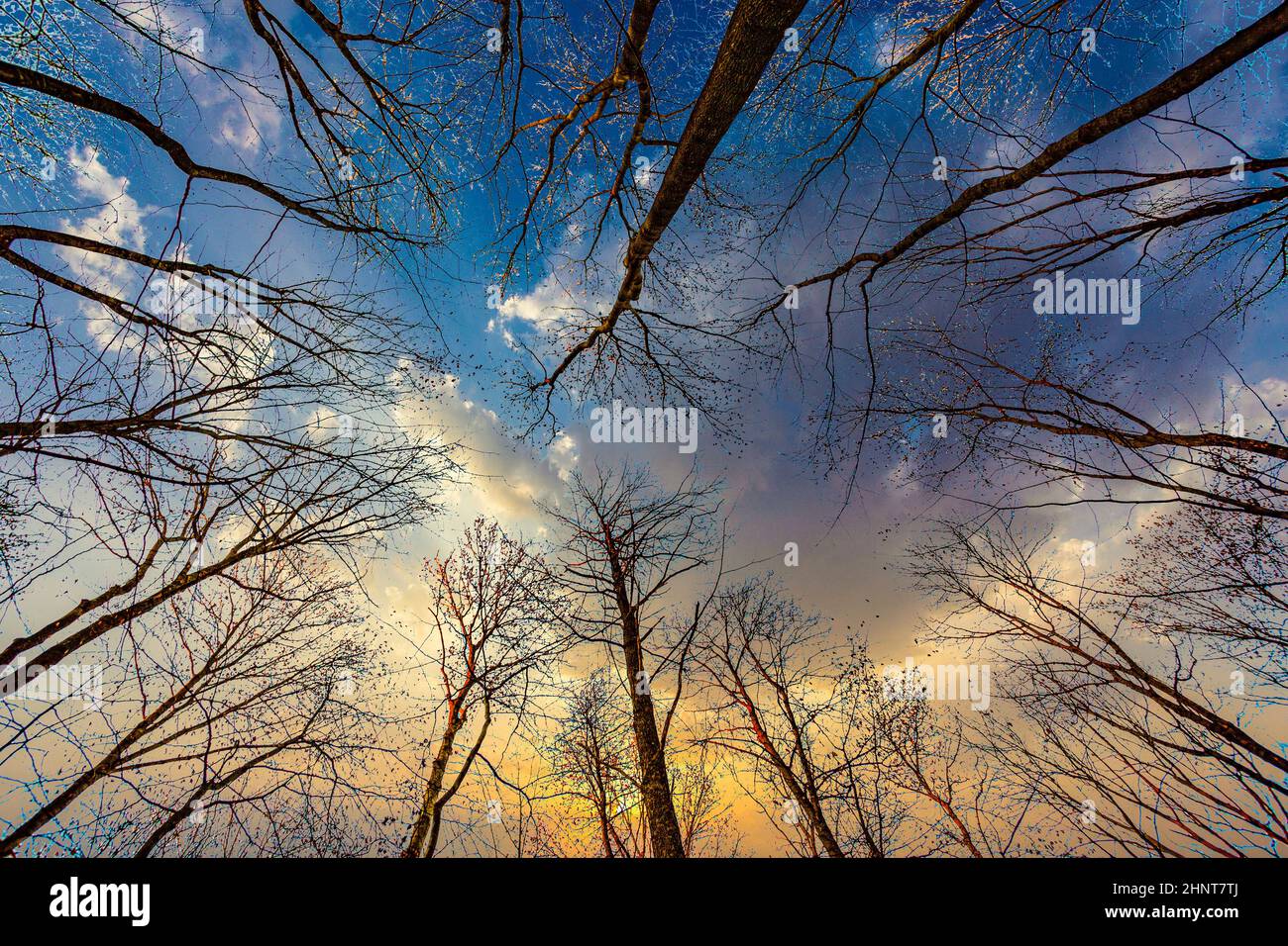 crown of tree in winter with blue sky Stock Photo - Alamy
