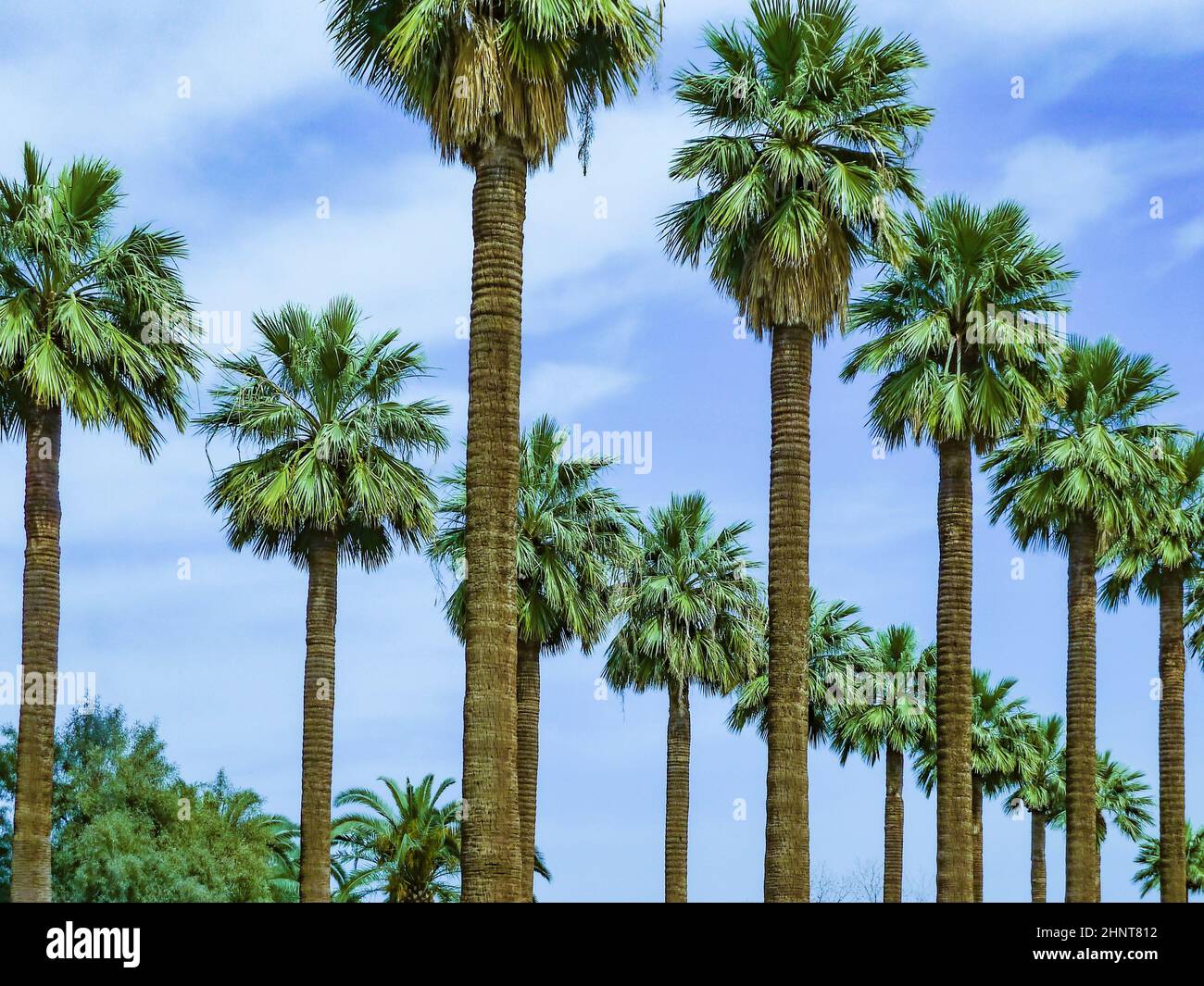 row of palm trees under clear blue sky Stock Photo - Alamy