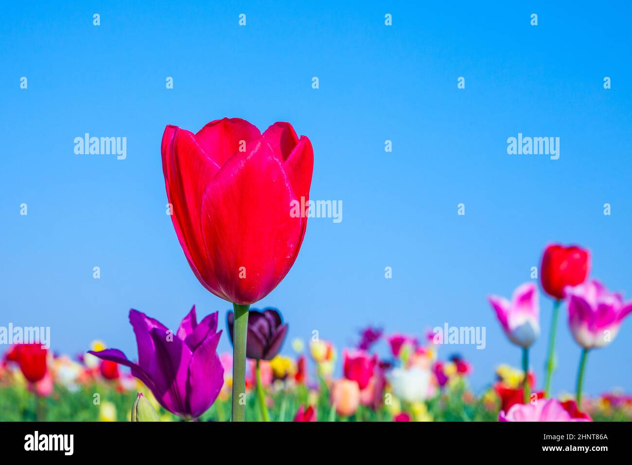 Spring field with blooming colorful tulips Stock Photo - Alamy