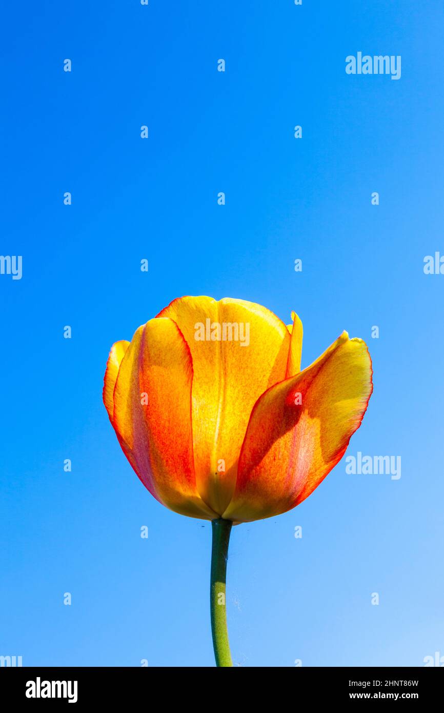 Spring field with blooming colorful tulips Stock Photo - Alamy