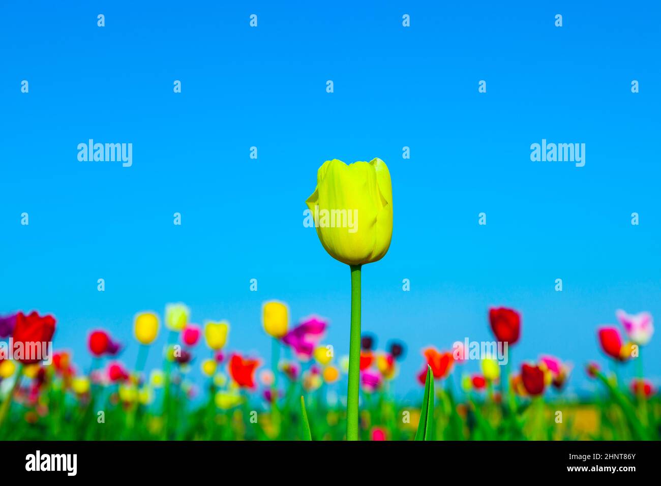 Spring field with blooming colorful tulips Stock Photo - Alamy