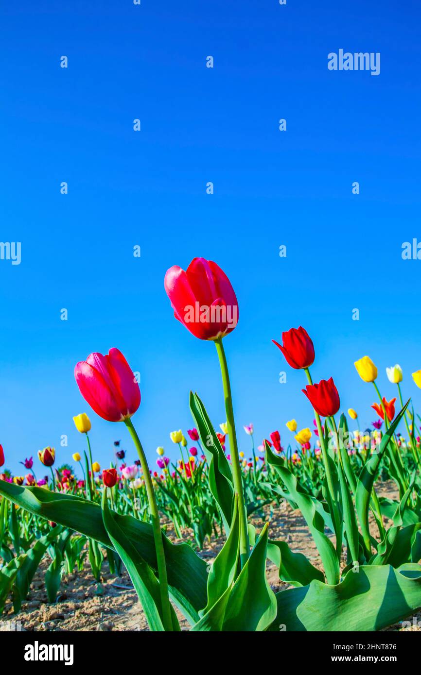 Spring field with blooming colorful tulips Stock Photo - Alamy