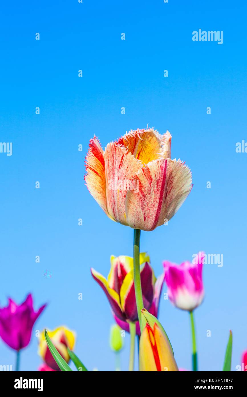 Spring field with blooming colorful tulips Stock Photo - Alamy
