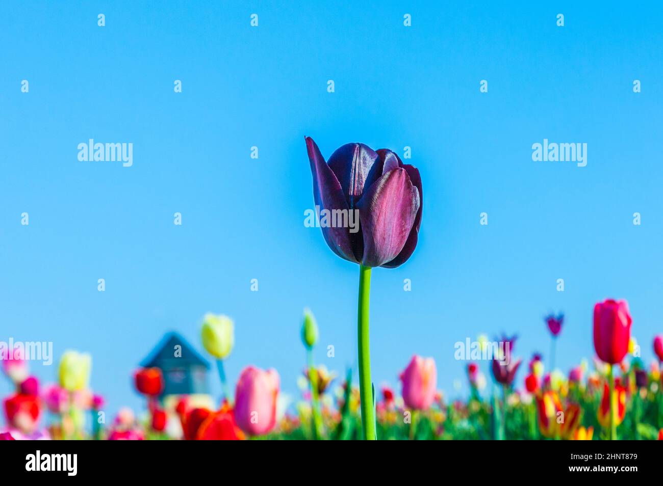 Spring field with blooming colorful tulips Stock Photo - Alamy
