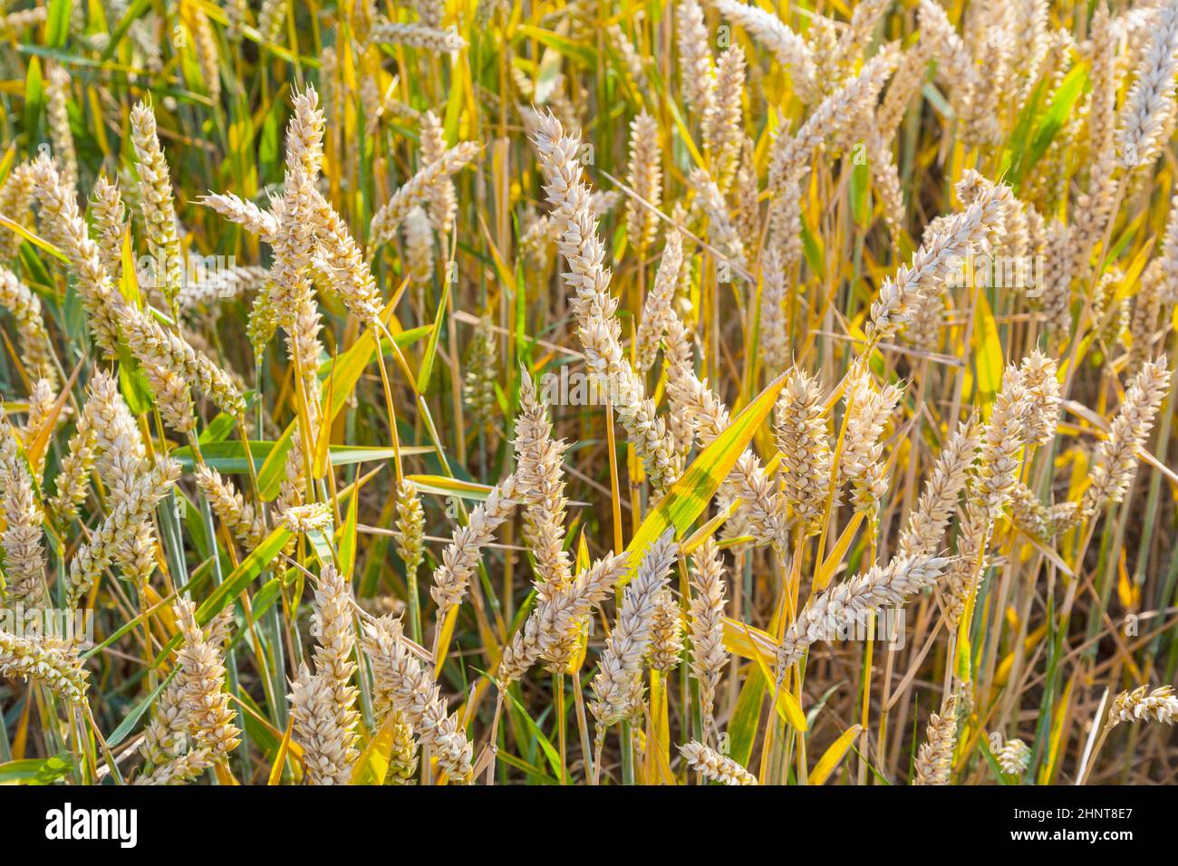 background of ripe corn field in golden colors Stock Photo - Alamy