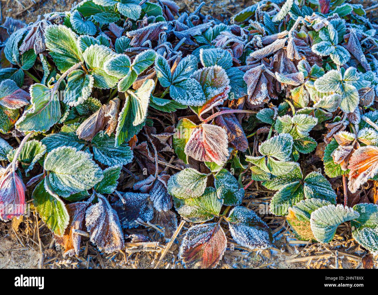 frozen strawberry plants in winter with hoar frost Stock Photo Alamy