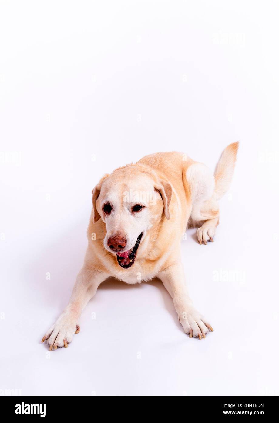 cute labrador dog lying at the floor isolated on white Stock Photo - Alamy
