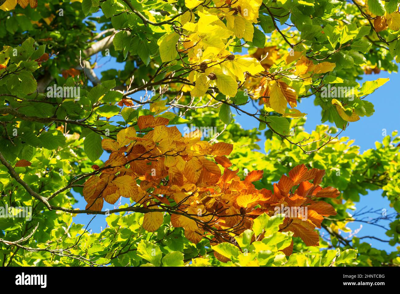 Autumn leaves with the blue sky background Stock Photo - Alamy