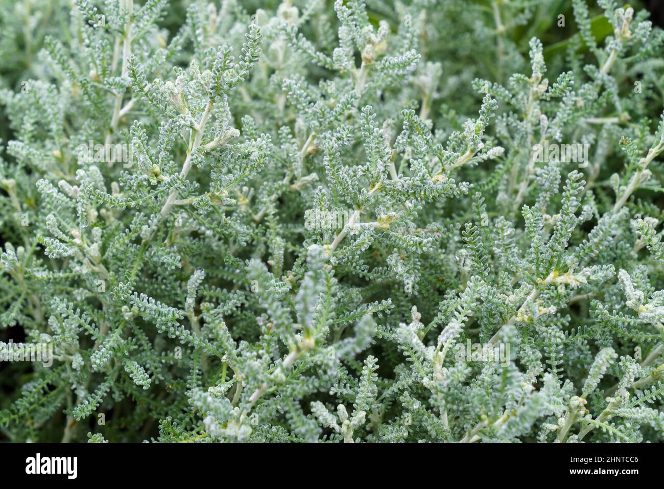 Close up view of a garden herb Santolina rosmarinifolia. Holy flax. Stock Photo