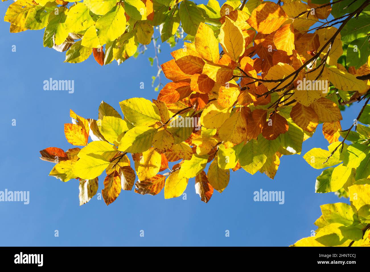 Autumn leaves with the blue sky background Stock Photo - Alamy