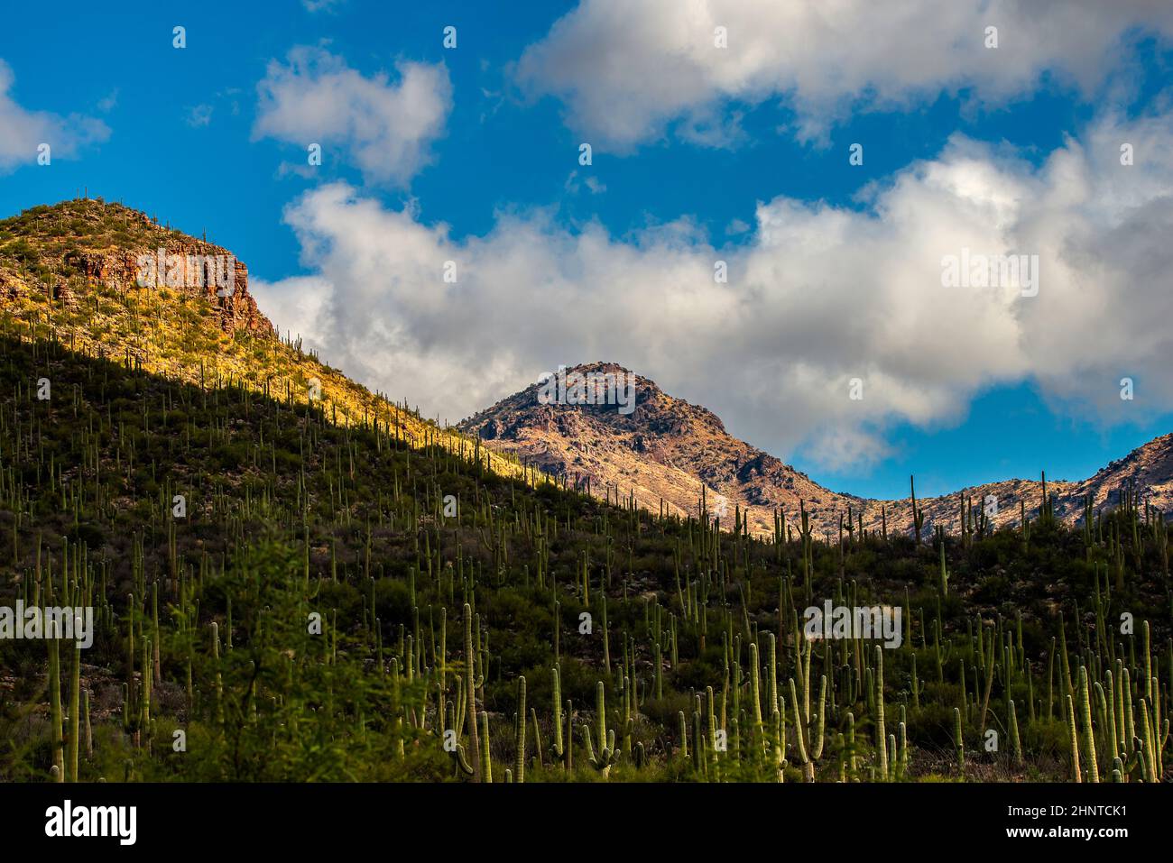 Desert landscape in Tucson Arizona Stock Photo - Alamy