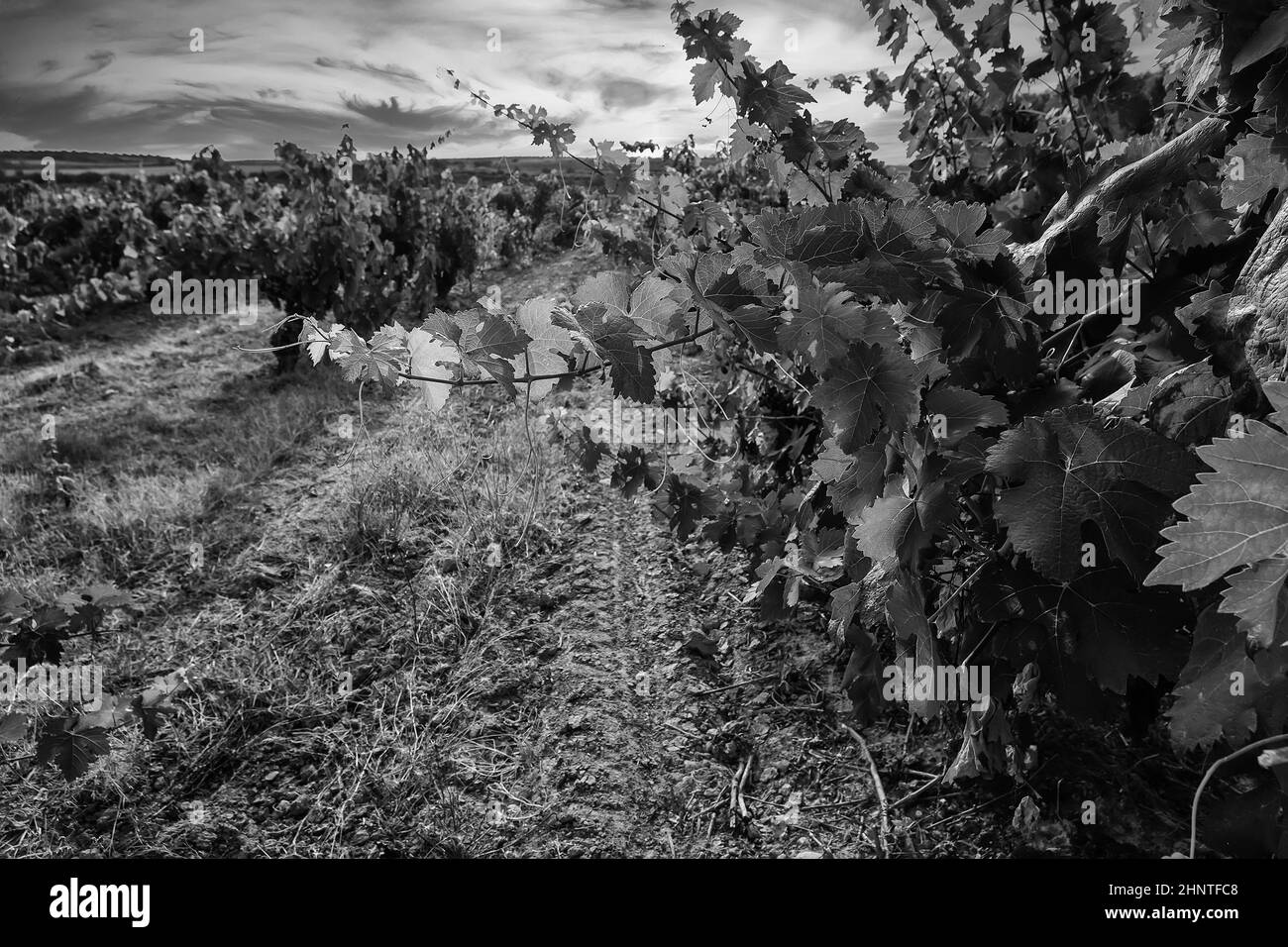 Detail of wine industry, fresh cultivated fruit, agriculture, wine