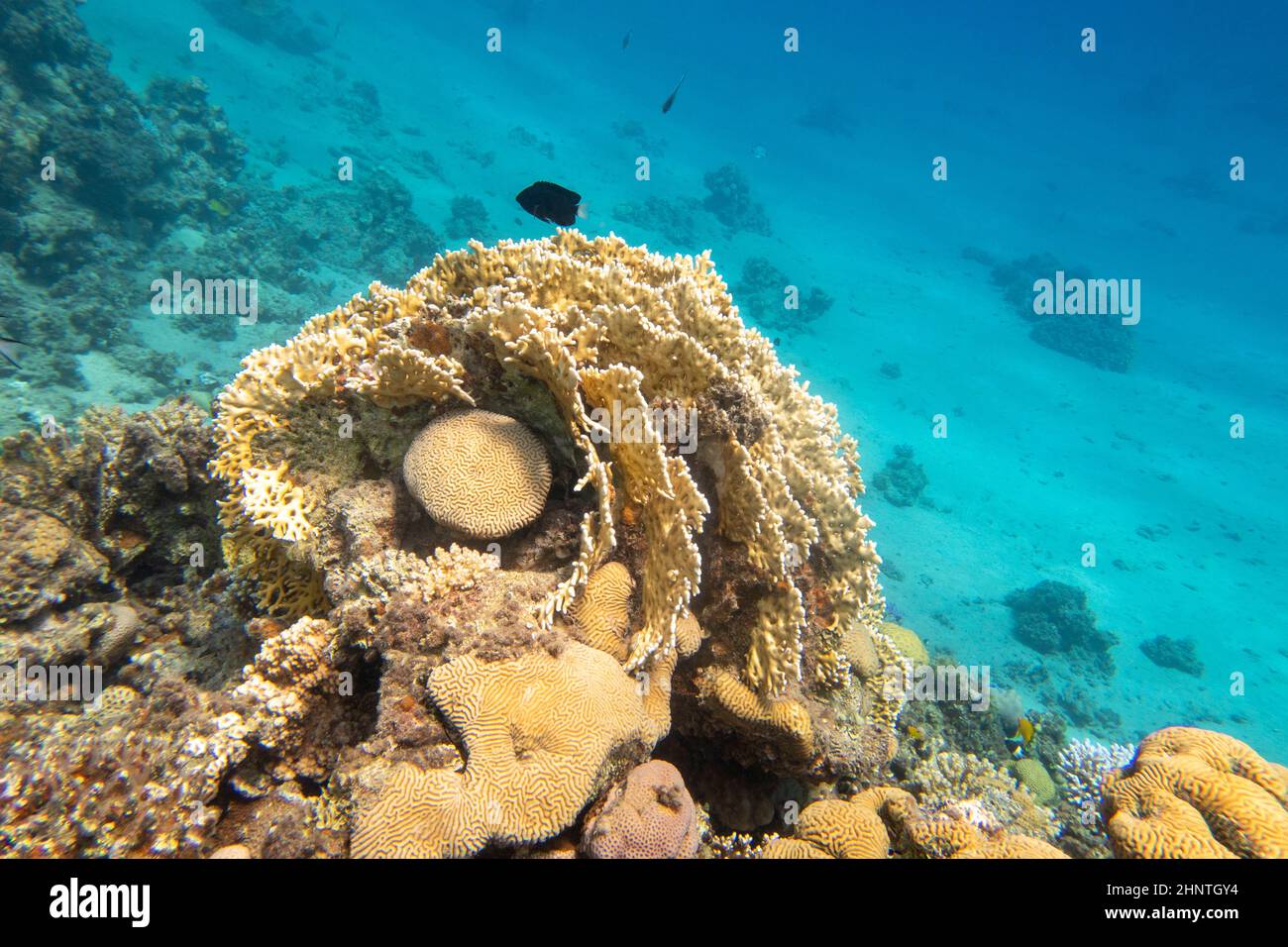 Colorful, picturesque coral reef at the bottom of tropical sea, fire and brain corals, underwater landscape Stock Photo