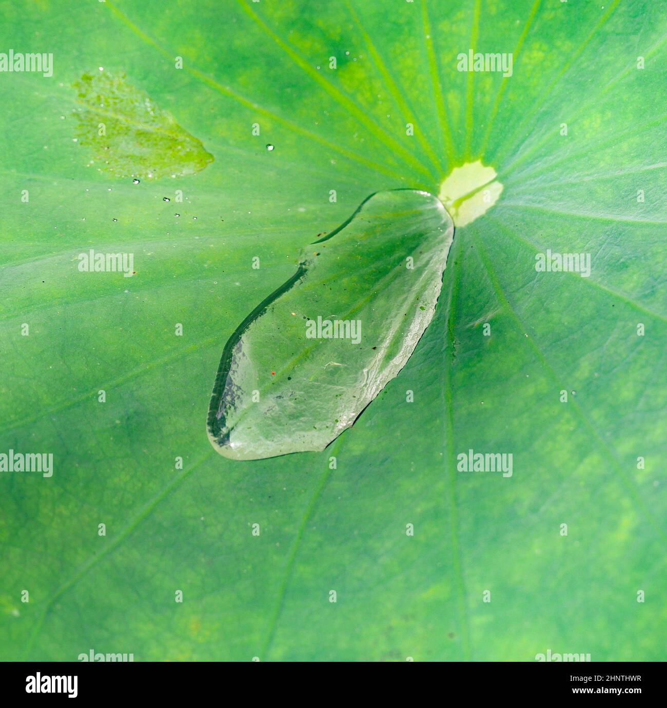 water drop on a palm leaf in New Sealand Stock Photo