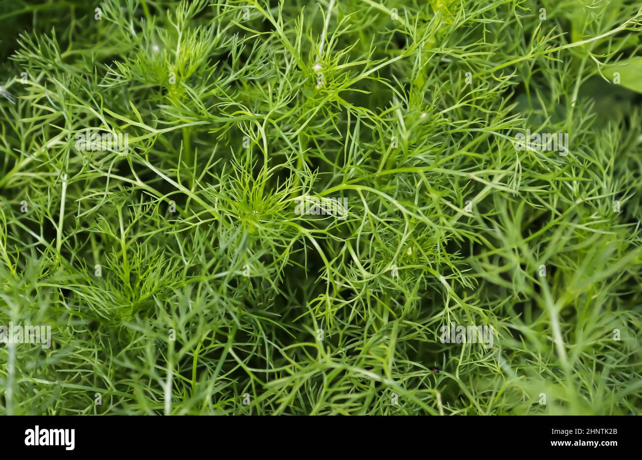 Beautiful green leaves of plants and different hedges and walls in