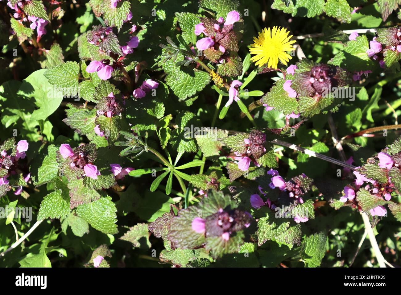 Beautiful green leaves of plants and different hedges and walls in