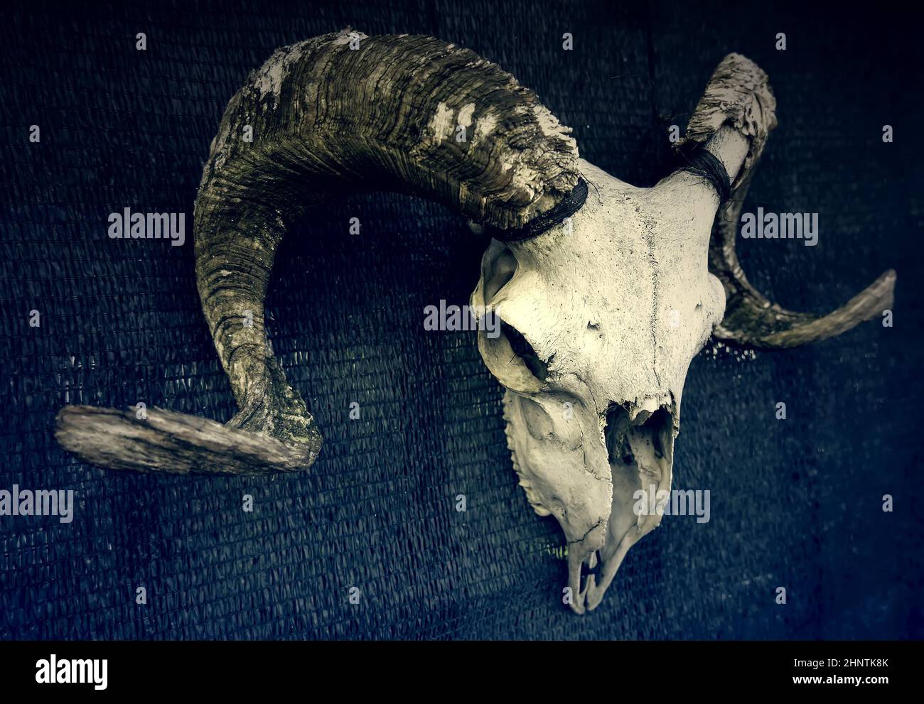 Detail of dead animal bones for decoration, fear and witchcraft Stock Photo