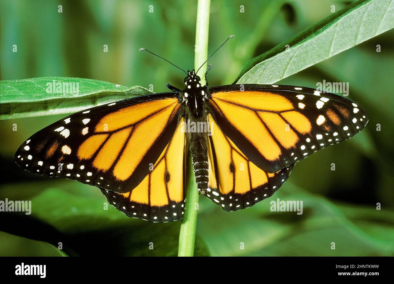 Monarch Butterfly (Danaus plexippus), on Milkweed Stock Photo