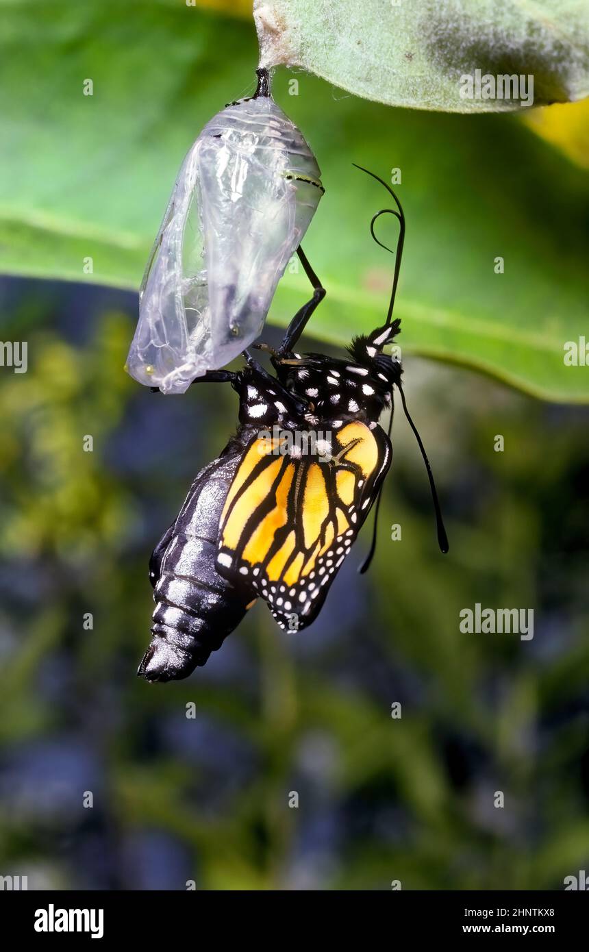 Monarch Butterfly, (Danaus plexippus), hatching from chrysalis Stock Photo