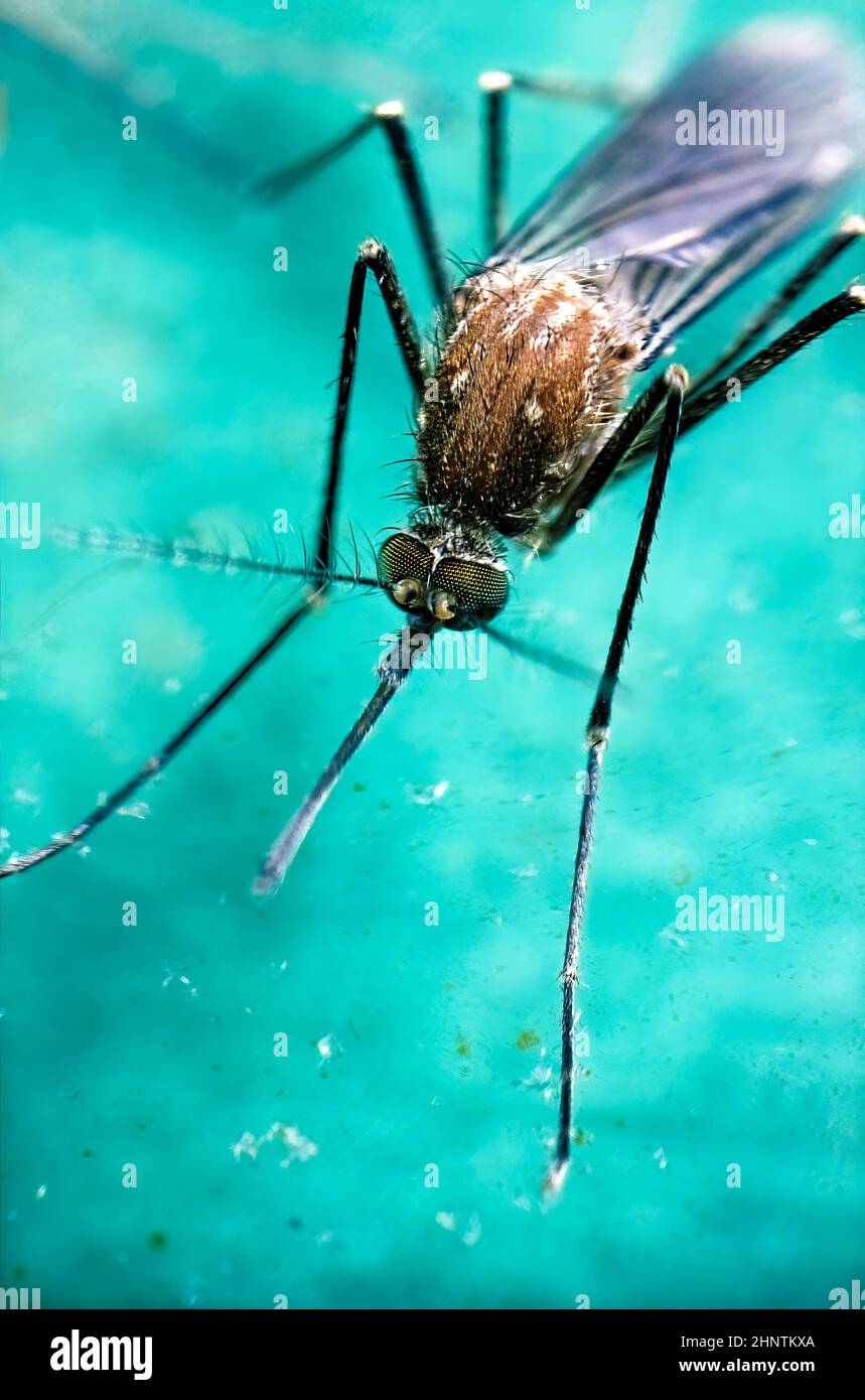 Aedes Mosquito (Aedes aegypti) Stock Photo
