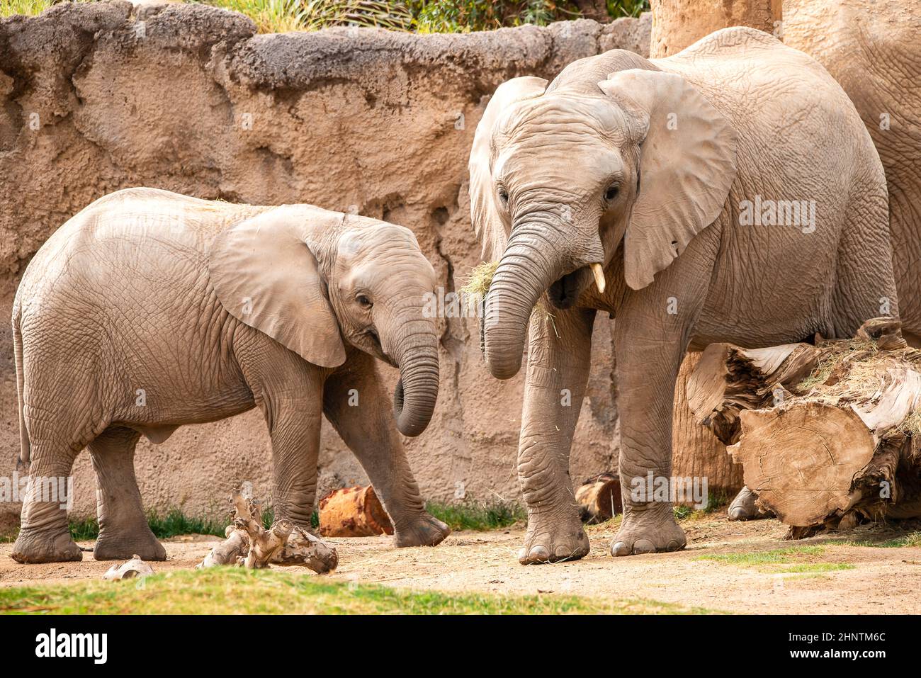Elephants at the zoo Stock Photo