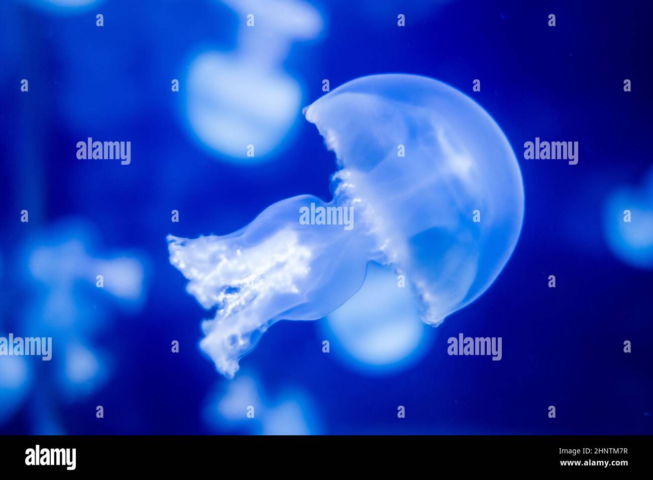 Jellyfish floating in the ocean. Macro view Stock Photo - Alamy