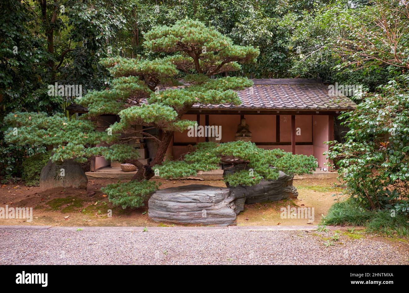 The sanctuary with statues of saints with the beautiful artistically shaped pine tree in front of it at Toganji temple, a Buddhist temple of the Soto Stock Photo
