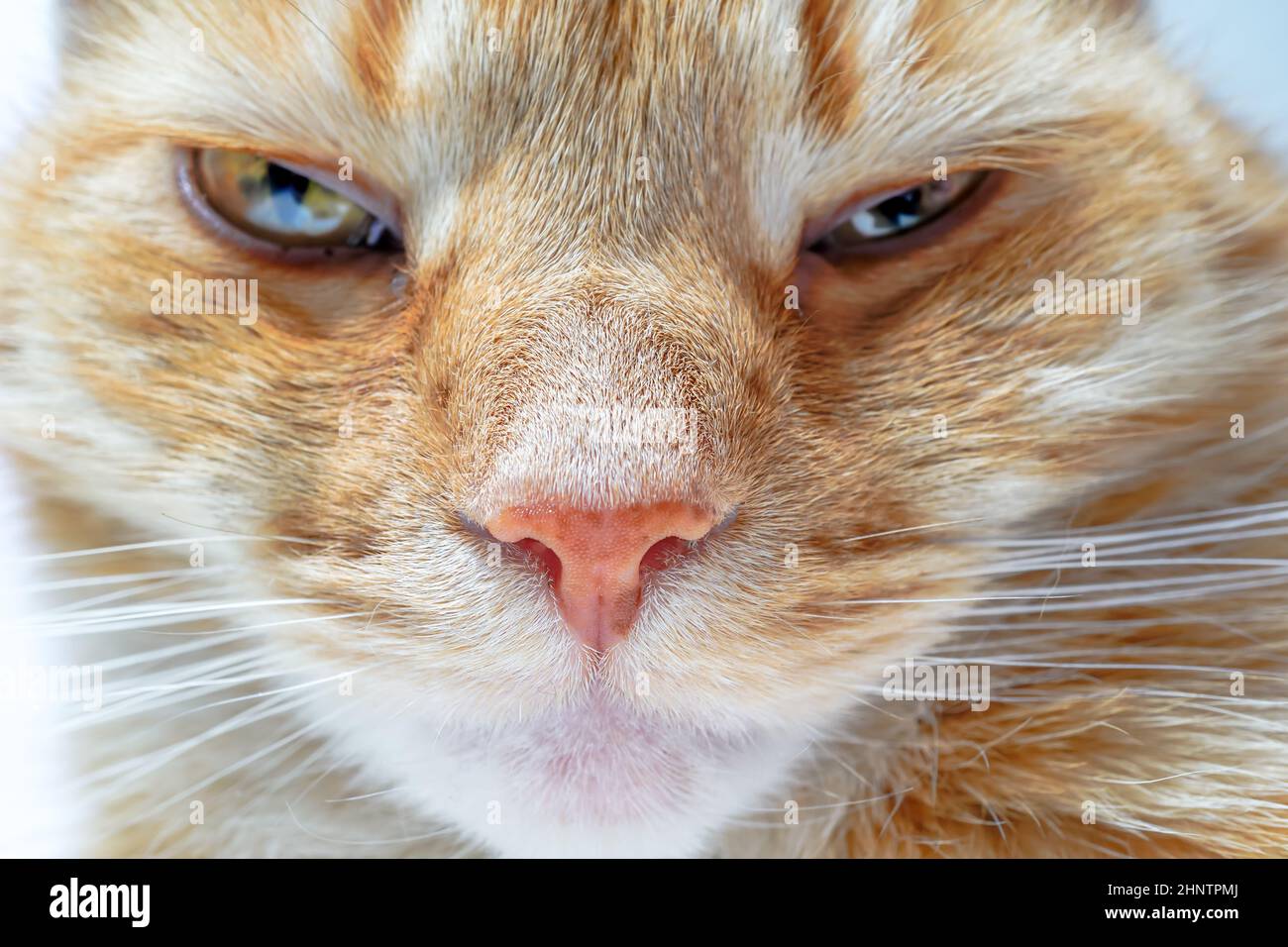 Portrait of a domestic cat Stock Photo - Alamy